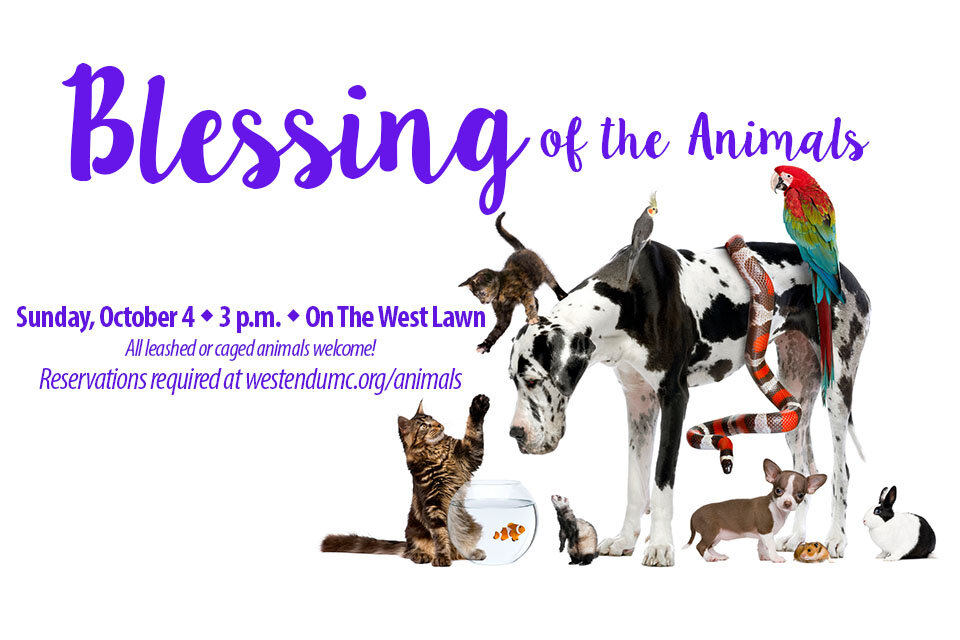 blessing of the animals web 1